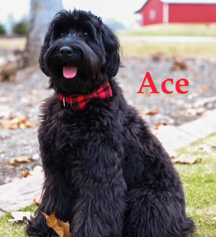 Springdale Australian Labradoodle Breeder Dog Ace