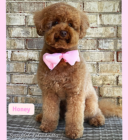 Springdale Australian Labradoodle Breeder Dog Honey Bee