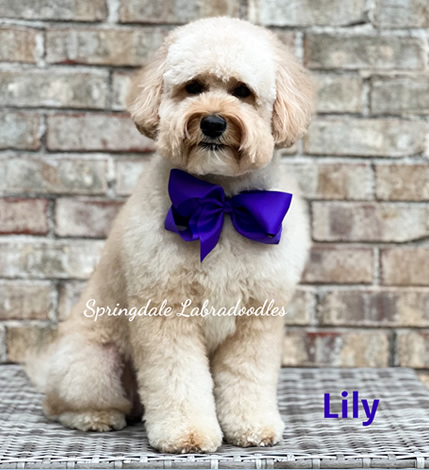 Springdale Australian Labradoodle Breeder Dog Lily Rose