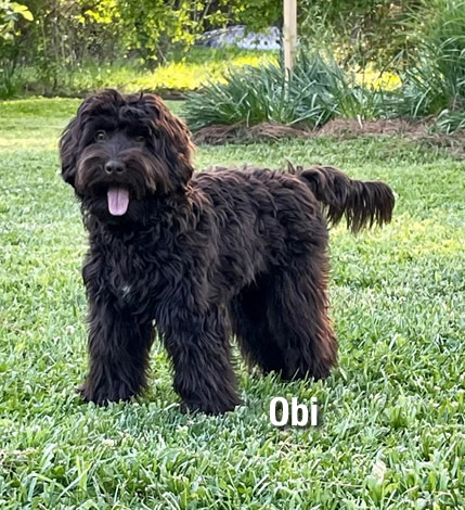 Springdale Australian Labradoodle Breeder Dog Obi-Wan Kenobi